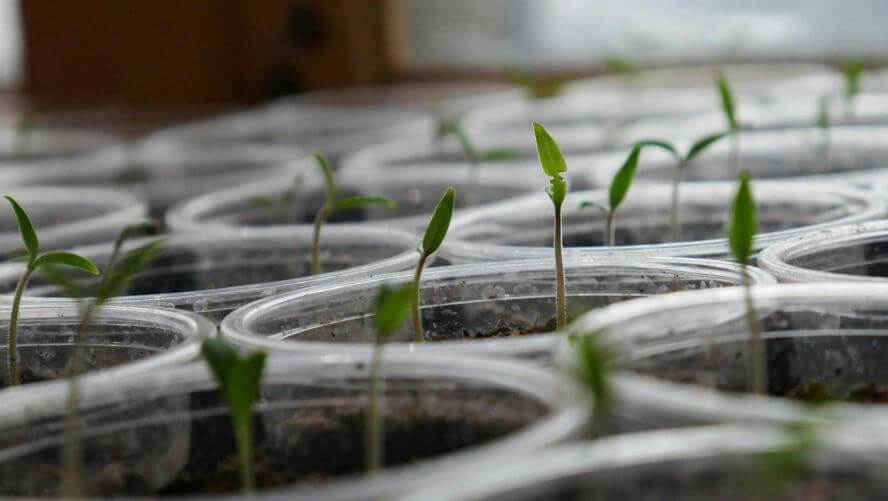 Koje su sjemenke najraširenije u Hrvatskoj?