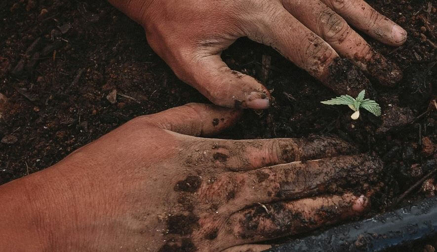Koje prednosti nudi korištenje sjemena u vrtlarstvu?